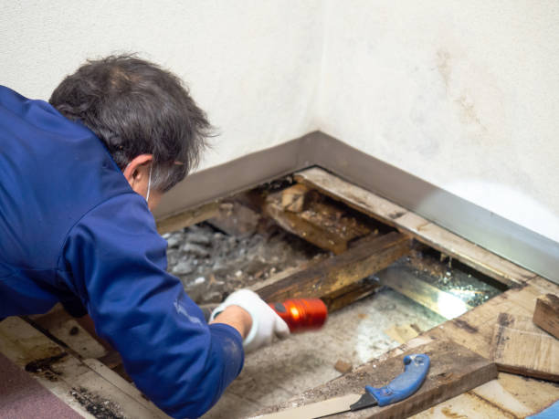 Best Crawl Space Mold Remediation in Caro, MI