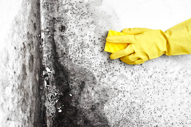 Best Basement Mold Remediation in Caro, MI