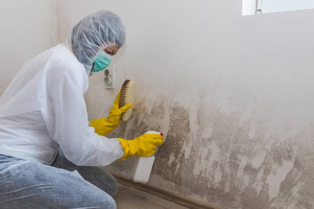 Best DIY Mold Remediation Support Services in Caro, MI