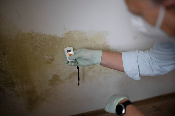 Best Residential Mold Remediation in Caro, MI