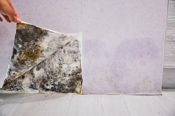 Best Mold Remediation for Specific Building Types in Caro, MI